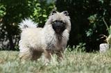 SPITZ LOUP 028
